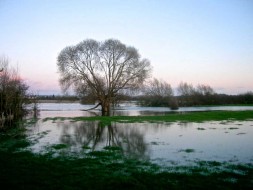 Willow Thames floodplain Oxfordshire