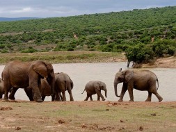 Addo Elephant Park Eastern Cape