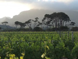 Klein Constantia vineyard Cape Peninsula
