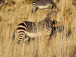 Mountain Zebra National Park Karoo