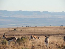 Springbok Karoo National Park