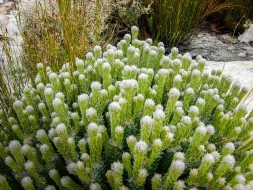 Cederberg plants Western Cape